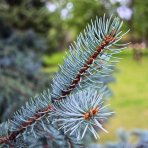 Smrek pichľavý (Picea pungens) ´GLAUCA´ - výška 20-40 cm, kont. C3L